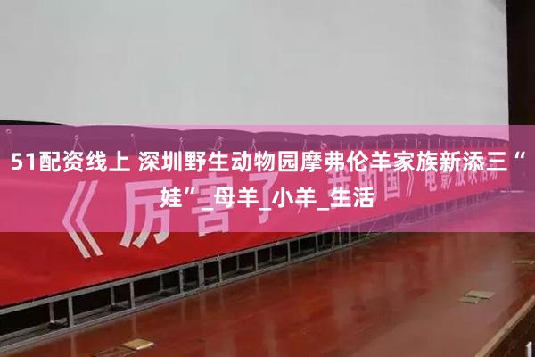51配资线上 深圳野生动物园摩弗伦羊家族新添三“娃”_母羊_小羊_生活